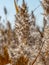 Abstract picture with common reed in sunlight,