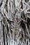Abstract picture of dry interwoven roots of trees