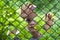 Abstract picture of a little boy behind chain link fence. Photo