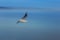 Abstract picture from seabird on the air in long exposure