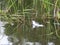 Abstract pictures of water grass and bird feather in water, interesting reflections