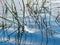 Abstract pictures of water grass and bird feather in water, interesting reflections