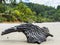 An abstract piece of wood laying down in the sand II