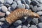 An abstract piece of wood looking like a strange animal. Palm tree washed up from the sea to the beach. Wooden prawn