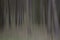 Abstract Pine Tree Blur by Panning.