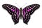 Abstract pink color Tailed Jay Graphium agamemnon butterfly