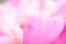 Abstract pink flowers background. Close up image of pink peony petals. Macro of petals texture. Soft focus dreamy image. Beauty