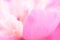 Abstract pink flowers background. Close up image of pink peony petals. Macro of petals texture. Soft focus dreamy image. Beauty