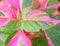 Abstract Pink Green Leaves Nature Background - Hybrid Coleus Blumei - Plectranthus Scutellarioides