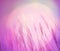 Abstract pink lighting softness Feather Grass background