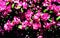 Abstract Pink Mosaic Cherry Blossoms