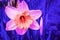 Abstract pink Narcissus flower in blue neon light
