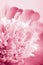 Abstract pink peony flower