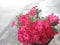 Abstract Pinkish-red adenium blooms on the tree.  beautiful on a white background