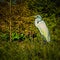 Abstract Portrait of a Great Egret in the Forest
