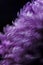 Abstract purple blur chrysanthemum on dark background