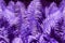 Abstract purple fern leaves background close up, fantastic violet color bracken foliage texture, blue tropical frond leaves