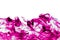 Abstract purple (magenta) and white background