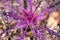 Abstract purple plant closeup