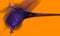 Abstract purple smoky and fluid substance in expressive composition over bright orange background.