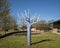 Abstract purple tree like sculpture on the campus of Austin College in Sherman, Texas.