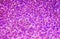 abstract purple and violet flowers wallpaper background for design , texture for fantastic backdrop