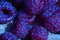 Abstract raspberry close up macro. Blue background. Fresh fruit.