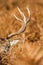 Abstract of red deer antlers as it stands in the dying bracken