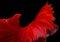 Abstract red fin siamese fighting fish isolated on black background.