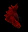 Abstract red fin siamese fighting fish isolated on black background.