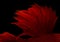 Abstract red fin siamese fighting fish isolated on black background.