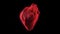 Abstract red heart beating and spinning isolated on black background. Animation. Slow rotation of the red human heart