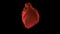 Abstract red heart beating and spinning isolated on black background. Animation. Slow rotation of the red human heart