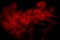 Abstract red  smoke on black background. Dramatic red smoke clouds. Movement of colorful smoke