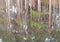 Abstract reflections of pine trees, reflected in Scottish loch