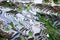 Abstract rice terraces texture with sky reflection. Banaue, Philippines