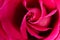 Abstract rose background.