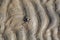 Abstract sand and seaworm pattern