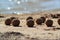 Abstract sandy balls on the sandy beach