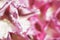 Abstract satin pink texture made from petals of decorative flower, shallow depth of field