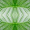 Abstract seamless leaf pattern. texture, nature.