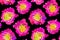 Abstract seamless pattern of pink poppies isolated on black background