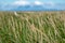 Abstract selective focus photo of grasses and reeds. Blue sky