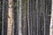 Abstract, selective focus view of pine trees in the Bighorn National Forest in Wyoming. Useful for backgrounds