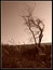 Abstract sepia photo of a lonely tree in the forest