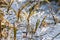 Abstract shape ice over young and dried reed plants on a lake.