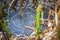 Abstract shape ice over young and dried reed plants on a lake