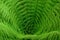 Abstract shapes of fern shaped like whirl