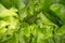 Abstract shapes of green lettuce leafs. Close up view of salad leaf. Urban farming, healthy eating lifestyle