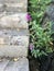 An abstract shoot of plant beside old stairs